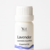 Lavander Lavender